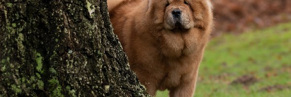 Chow chow, Drzewa, Pień, Pies