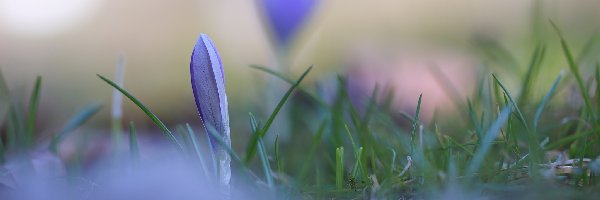 Fioletowy, Trawa, Krokus, Pąk