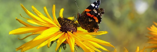 Żółty, Rudbekia, Kwiat, Rusałka admirał, Motyl