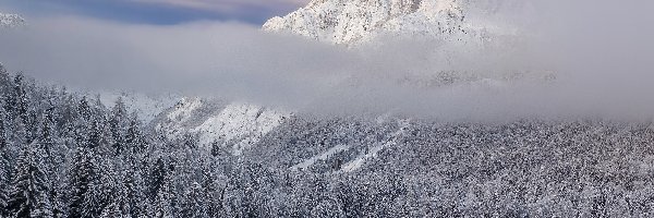 Zima, Góry, Ośnieżone, Mgła, Drzewa