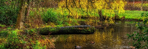 Pochylone, Staw, HDR, Wiosna, Drzewo, Gałęzie, Kaczki, Park