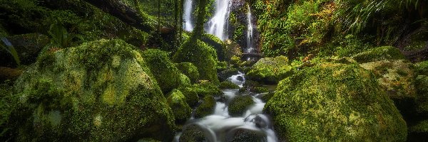 Las, Park Narodowy Lamington, Wodospad, Queensland, Australia, Kamienie, Omszałe, Chalahn Falls, Głazy