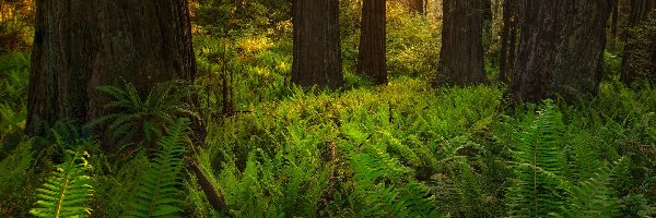 Drzewa, Park Narodowy Redwood, Las, Paprocie, Kalifornia, Stany Zjednoczone