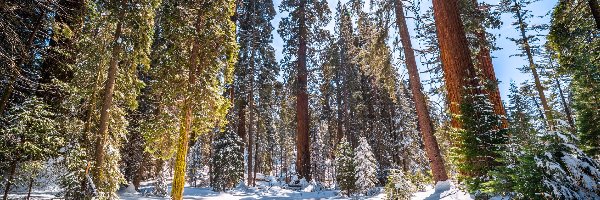 Promienie słońca, General Grant Grove, Drzewa, Las, Zima, Stany Zjednoczone, Kalifornia, Sekwoja, Park Narodowy Kings Canyon