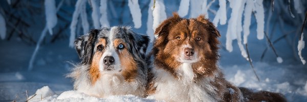 Śnieg, Owczarki australijskie, Zima, Gałęzie, Psy, Dwa