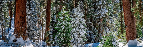 Park Narodowy King Canyon, Kalifornia, Śnieg, Zima, General Grant Grove, Drzewa, Sekwoje, Stany Zjednoczone