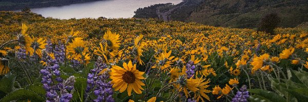 Żółte, Góry Kaskadowe, Columbia River Gorge, Łubin, Łąka, Stan Waszyngton, Rzeka Kolumbia, Zachód słońca, Balsamorhiza, Stany Zjednoczone, Kwiaty, Rezerwat przyrody