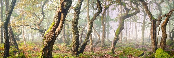 Omszone, Drzewa, Anglia, Hrabstwo Derbyshire, Mgła, Kamienie, Park Narodowy Peak District, Las