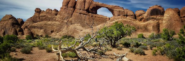 Suchy, Drzewa, Stany Zjednoczone, Utah, Krzewy, Konar, Park Narodowy Arches, Skały