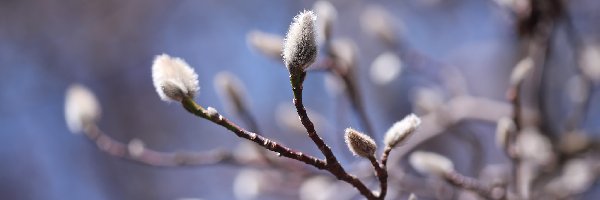 Gałązki, Magnolia, Pąki