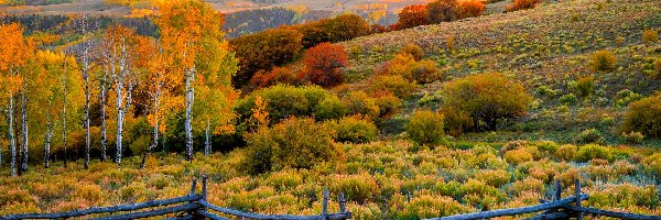 San Juan Mountains, Góry, Telluride, Stan Kolorado, Stany Zjednoczone, Ogrodzenie, Drzewa, Jesień, Kolorowe