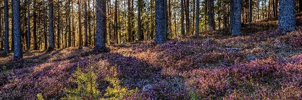 Promienie słońca, Wrzosy, Las, Drzewa, Wrzosowisko