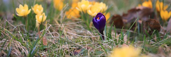 Pąk, Trawa, Krokus, Fioletowy