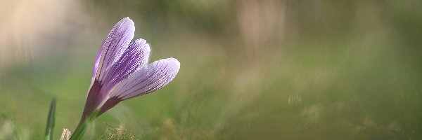 Krokus, Pochylony, Kwiat, Liliowy