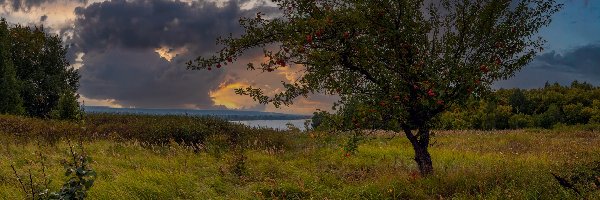 Chmury, Łąka, Trawa, Jezioro, Jabłoń, Drzewo owocowe