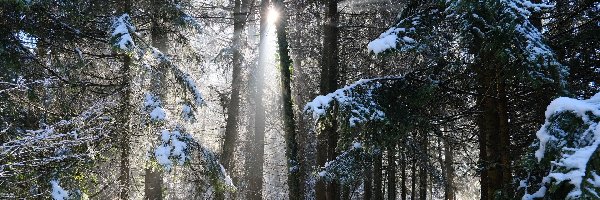 Śnieg, Droga, Zima, Przebijające światło, Drzewa, Las