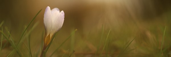 Pąk, Biały, Krokus