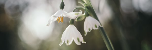 Śnieżyce, Kwiaty, Pochylone