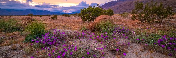 Drzewa, Anza Borrego Desert, Stany Zjednoczone, Kalifornia, Łąka, Kwiaty, Góry, Park stanowy