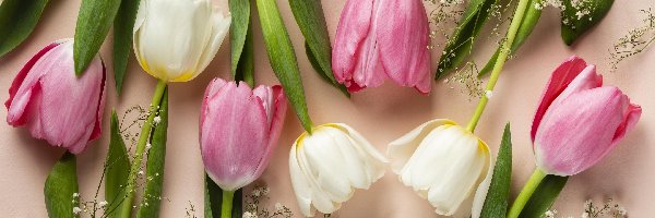 Tło, Kwiaty, Tulipany, Różowe, Białe, Jasne, Gipsówka