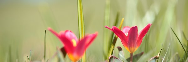 Kwiaty, Wiosenne, Tulipany