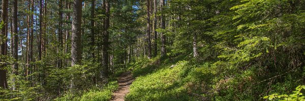 Las, Ścieżka, Drzewa, Roślinność, Krzewy