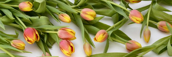 Kwiaty, Dwukolorowe, Tulipany, Rozsypane
