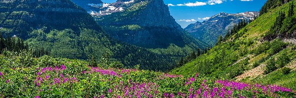Kwiaty, Park Narodowy Glacier, Góry Skaliste, Montana, Stany Zjednoczone, Łąka, Drzewa