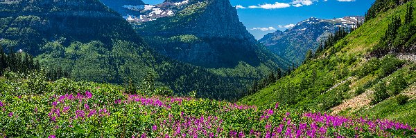 Kwiaty, Park Narodowy Glacier, Góry Skaliste, Montana, Stany Zjednoczone, Łąka, Drzewa