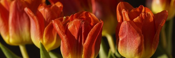 Zbliżenie, Żółto-czerwone, Tulipany
