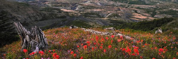 Kwiaty, Łąka, Wulkan, Góra, Góry Kaskadowe, Stany Zjednoczone, Stan Waszyngton, Mount St Helens, Konar