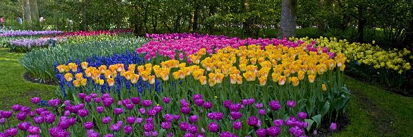 Tulipany, Park, Drzewa, Kolorowe