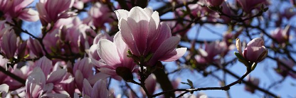 Kwiaty, Gałązki, Magnolia, Różowe