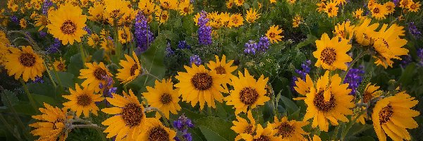 Samochodu, Wrak, Balsamorhiza, Kwiaty, Wzgórze, Stany Zjednoczone, Stan Waszyngton, Łubin, Park stanowy Columbia Hills