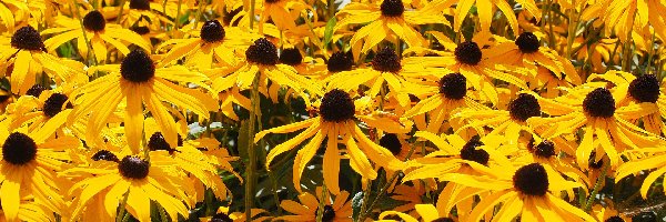 Rudbekia, Żółte, Kwiaty