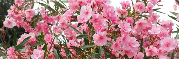 Oleander, Kwiaty, Różowe