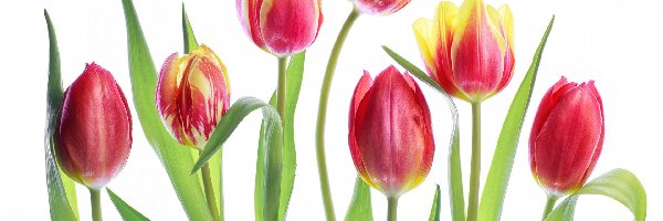 Białe tło, Tulipany, Kwiaty