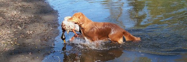 kaczka, Retriever z Nowej Szkocji