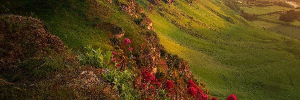 Te Mata Park, Góry, Czerwone, Wzgórza, Zielone, Nowa Zelandia, Dolina, Kwiaty, Rzeka