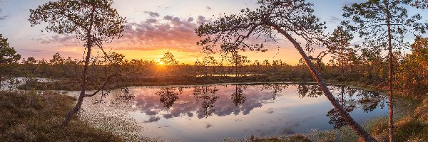 Rezerwat przyrody, Torfowisko, Pohja-Korvemaa, Estonia, Bagno, Wschód słońca, Drzewa