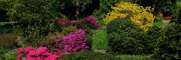 Ogród, Krzewy, Park, Drzewa, Rododendrony