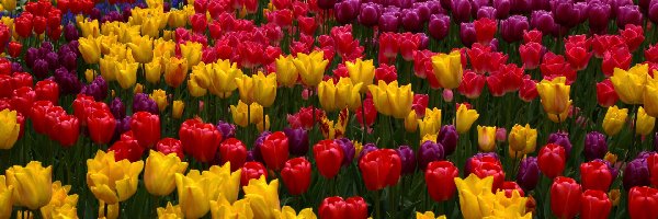 Tulipany, Kwiaty, Kolorowe, Czerwone, Żółte