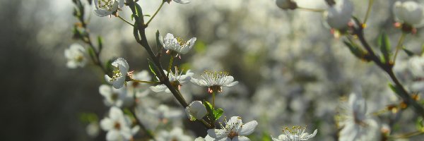 Białe, Okwiecone, Kwiaty, Drzewo owocowe, Gałązki