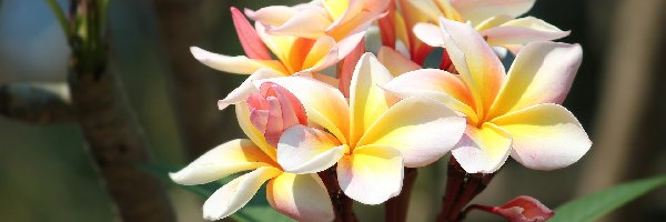 Kolorowe, Liście, Plumeria, Kwiaty