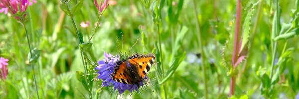 Czarnuszka, Rusałka chmielowiec, Motyl, Kwiaty