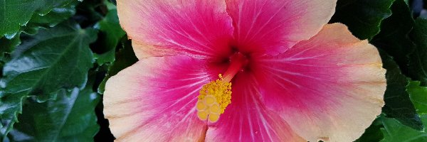 Różowy, Liście, Hibiskus, Kwiat