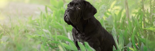 Pies, Czarny, Szczeniak, Trawa, Cane corso