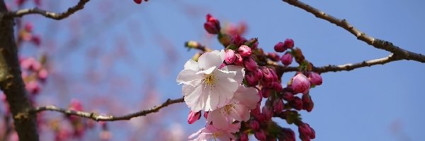 Wiśnia japońska, Kwiaty, Różowe, Drzewo owocowe