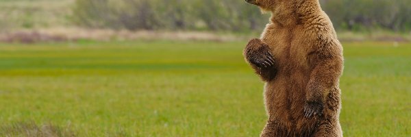 Niedźwiedź, Trawa, Grizzly, Stojący