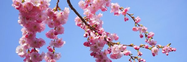 Drzewo owocowe, Różowe, Wiśnia japońska, Gałązki, Kwiaty
